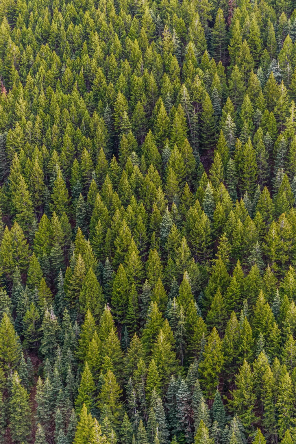 Aerial view of a dense forest filled with lush green coniferous trees, creating a vibrant and textured landscape.